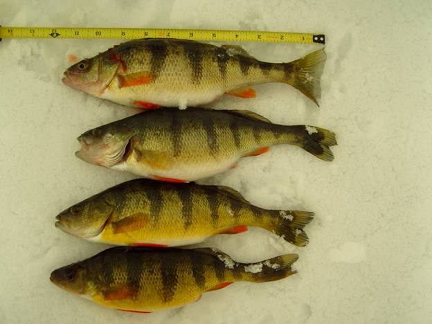 Above: A wintertime catch of large yellow perch