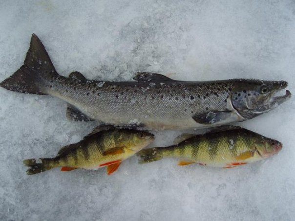 Beginner's guide to ice fishing: Ice fishing for landlocked salmon