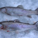 Above: A pair of small rainbow trout caught from a Vermont lake in 2008.