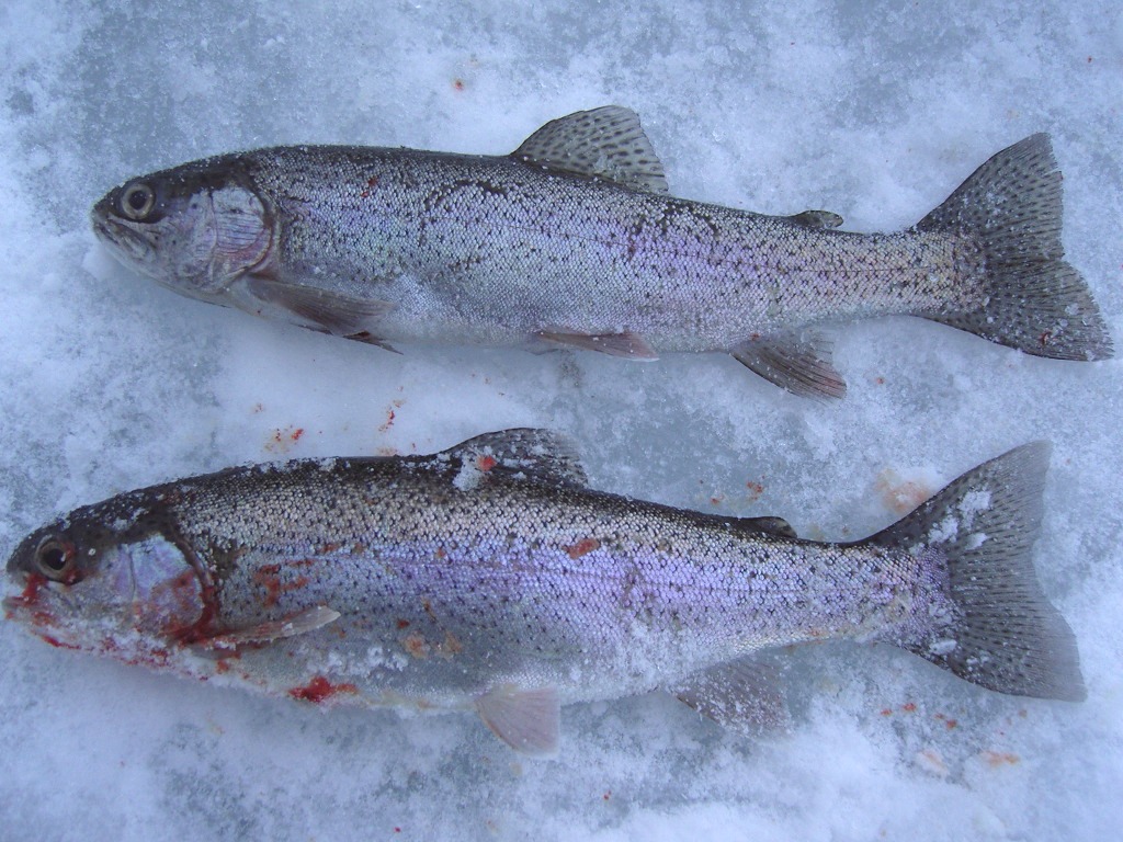 Beginner's guide to ice fishing: ice fishing for rainbow trout