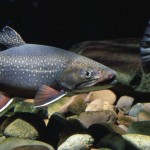 brook-trout-swims-in-native-stream-underwater-fish-image_w725_h482