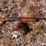 ruffed grouse and 20 ga. Remington 870